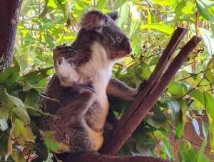 Koala at Cairns Zoom and Wildlife Park