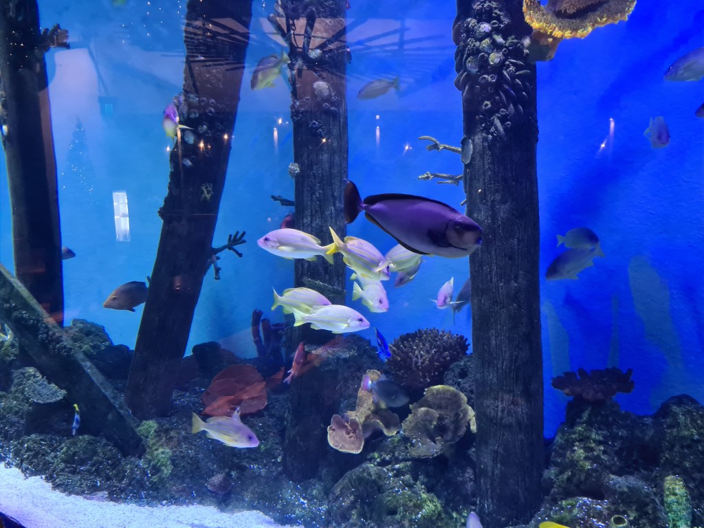 Massive Fish Tank at Dundee's At The Aquarium