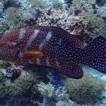 Scuba Diving in Bali Indonesia