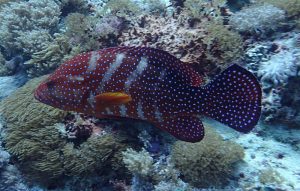 Marine Life in the waters around Bali