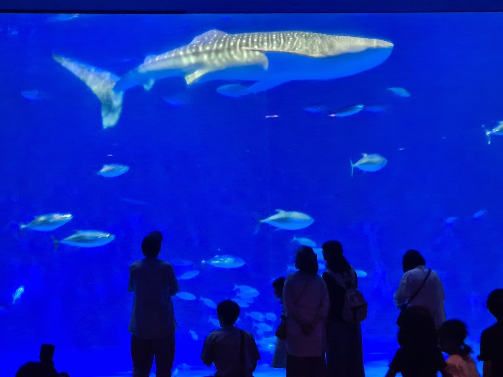 Whale Shark at Kagoshima City Aquarium Japan