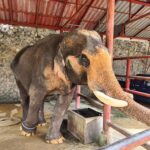 Hutsadin Elephant Foundation Hua Hin