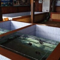 Turtle Conservation at Sanur Bali