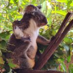 Koala at Cairns Zoom and Wildlife Park