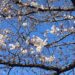 Sakura Cherry Blossom season in Japan