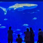 Whale Shark at Kagoshima City Aquarium