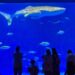 Whale Shark at Kagoshima City Aquarium
