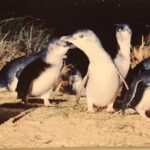 Fairy Penguins Phillip Island Australia