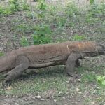 Day trips to Komodo National Park